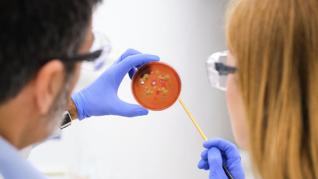 imagem sobre Imunologia: guia completo com as principais informações!