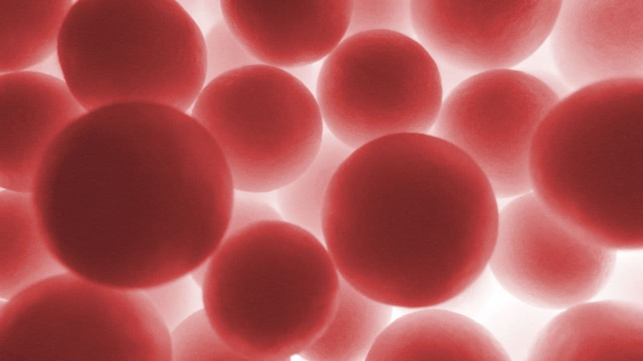 imagem sobre Hematopoese: saiba do que se trata, etapas e disfunções