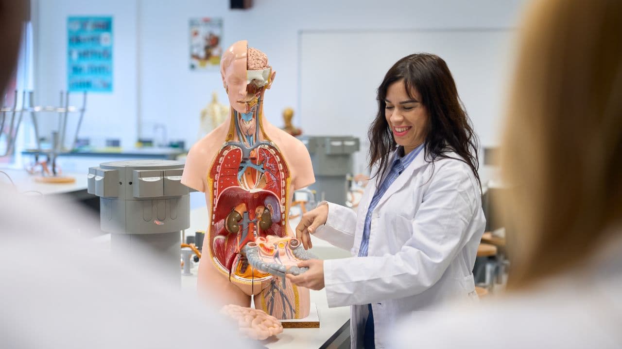 imagem sobre Anatomia humana fisiologia​: entenda os fundamentos que sustentam a vida