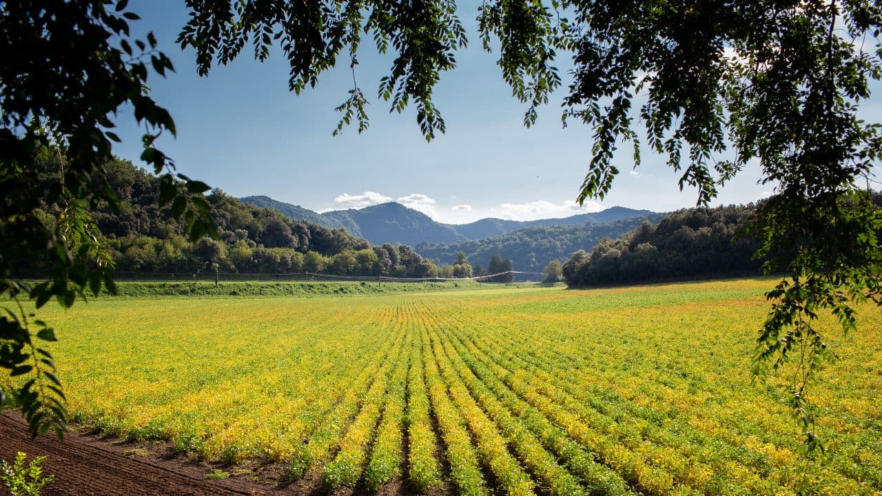 História de sucesso