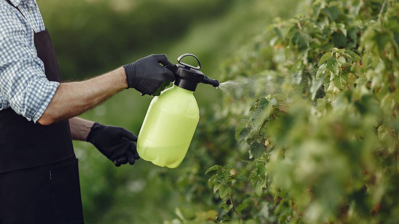 imagem sobre Biofertilizantes líquidos: o que são, como funcionam e como usar